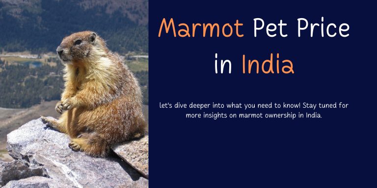 Marmot Pet Price in India