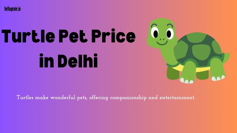 Turtle Pet Price in Delhi