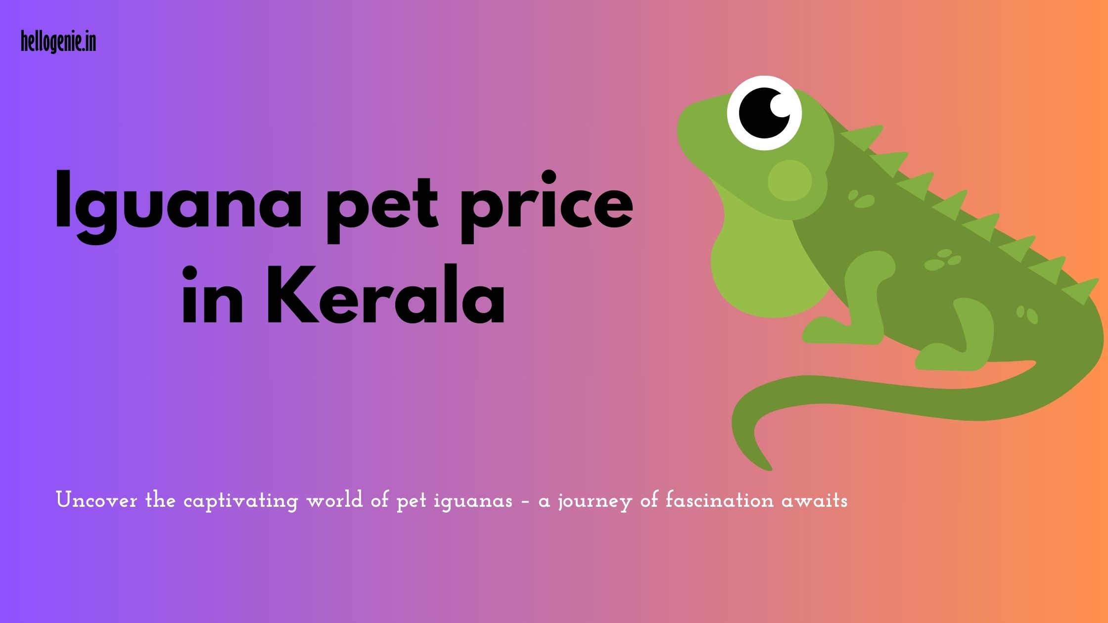 Iguana pet price in Kerala