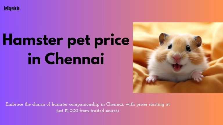 Hamster pet price in Chennai