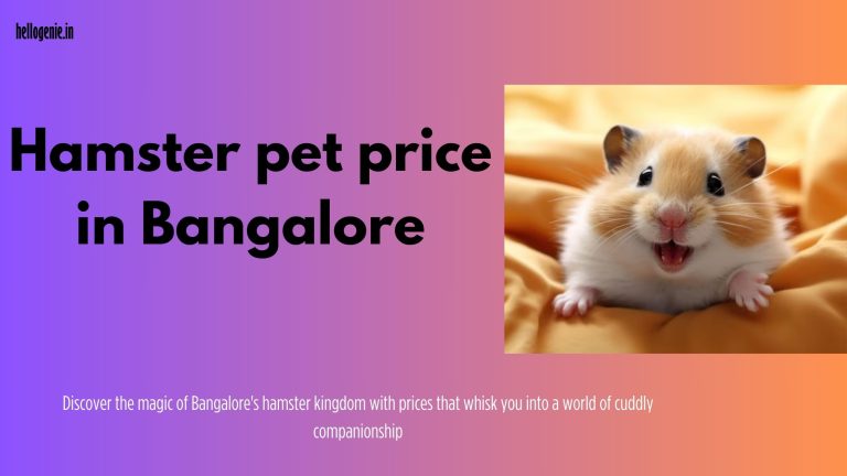 Hamster pet price in Bangalore